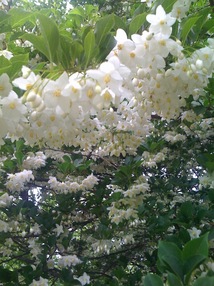 下を向いて咲く白い花